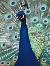 Courting Peacock